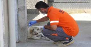 Gaziemir’de parazit mücadelesi