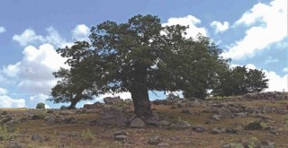 Bir Fidan Bir Dünya kampanyası başladı