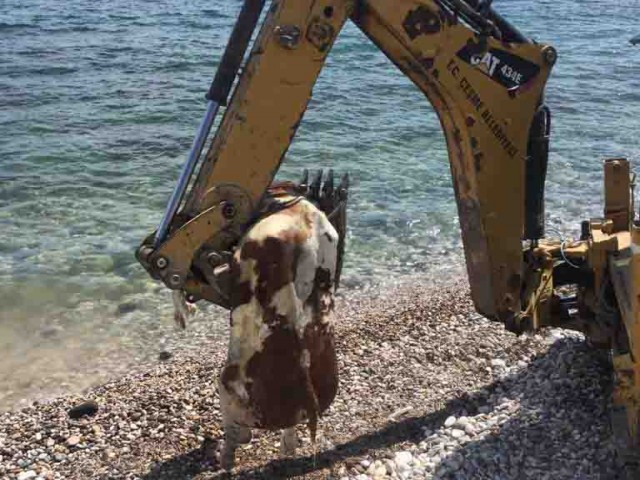 Çeşme’de sahile vuran ölü inek vatandaşları şaşırttı